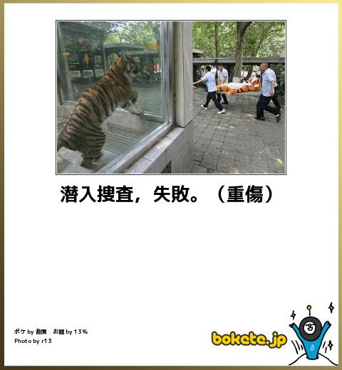 動物のボケて貼って下さい