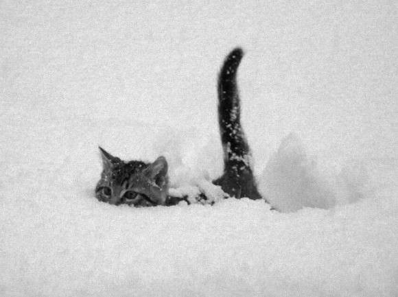 【画像】はまりまくる動物たち