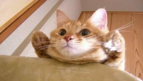 ガルちゃん猫カフェ5号店オープンしました