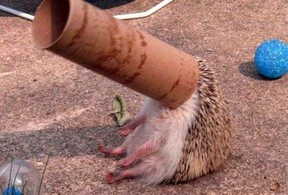 【画像】はまりまくる動物たち
