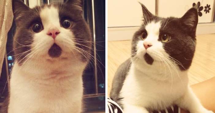【画像】めずらしい色・模様の動物画像を集めましょう