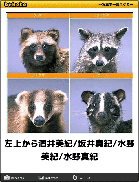 【画像】アライグマの画像が集まるトピ