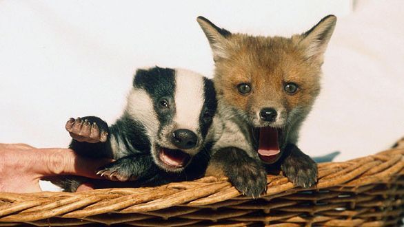 不安そうな動物の顔を貼るトピ