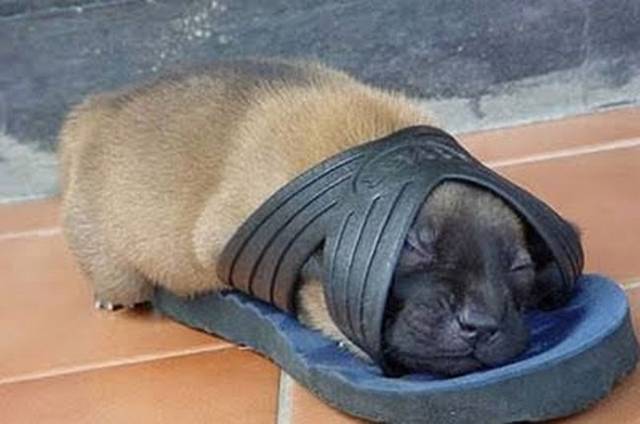 【画像】はまりまくる動物たち