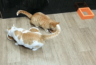 デブに一言お願いします！