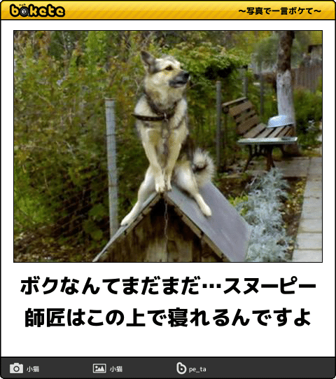 動物のボケて貼って下さい