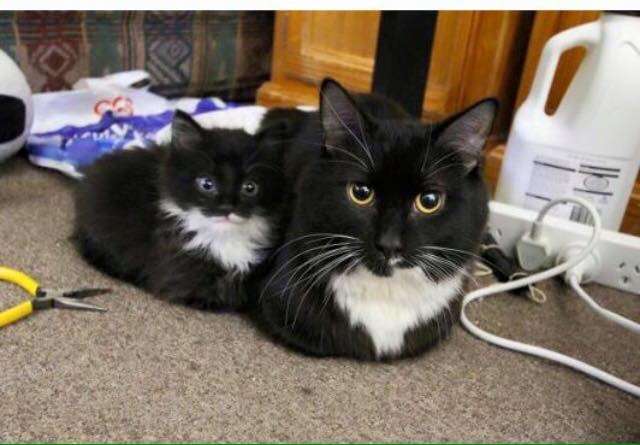 猫の可愛い画像下さい