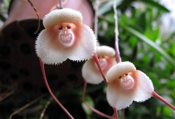 顔に見えちゃう画像（心霊モノは除く）