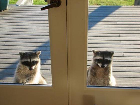 【画像】アライグマの画像が集まるトピ