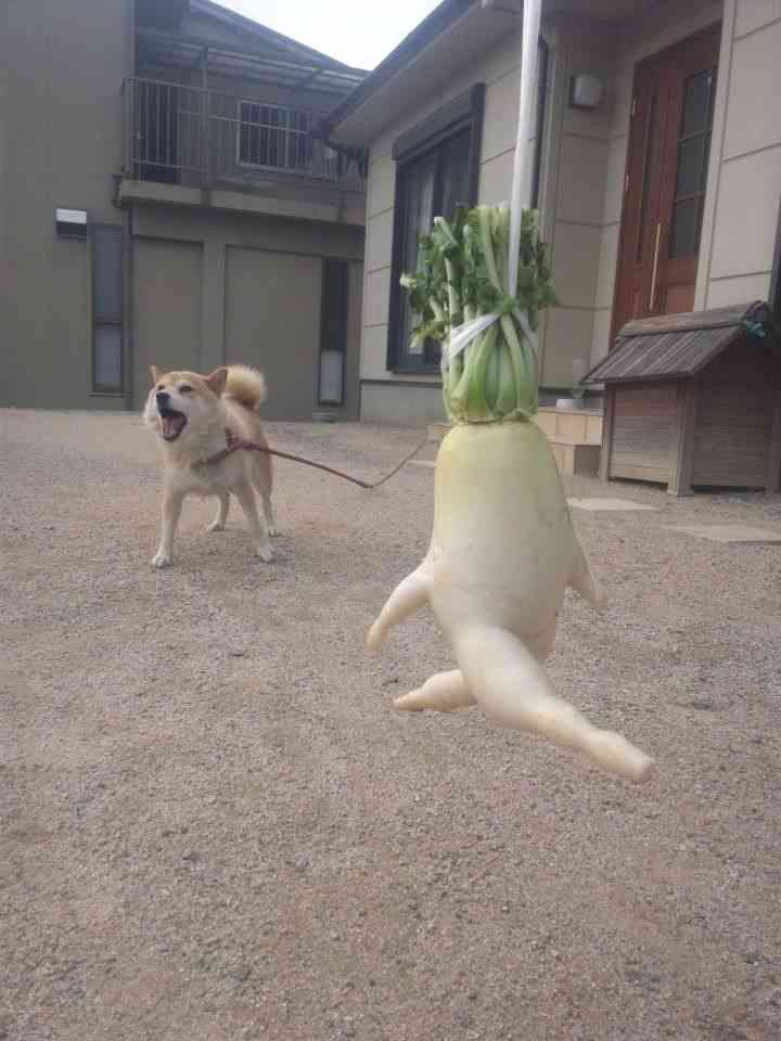 【画像】面白い見た目の植物【ブツブツ禁止】