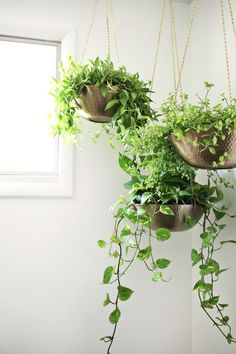 観葉植物やお花に癒されてる人