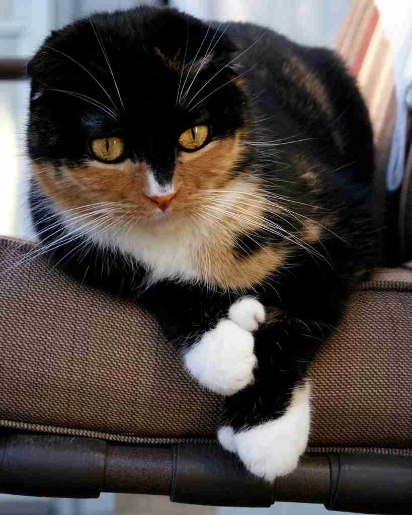 【画像】めずらしい色・模様の動物画像を集めましょう