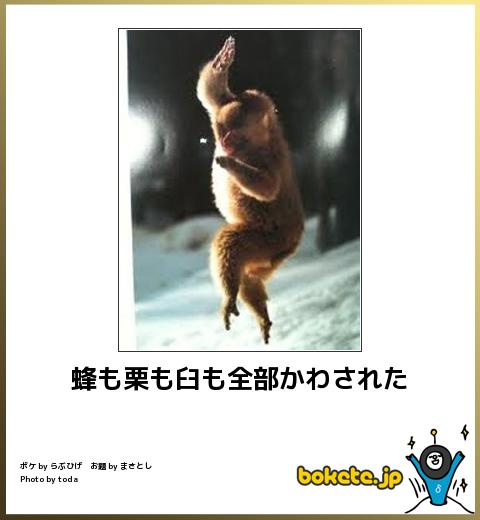 動物のボケて貼って下さい