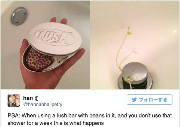 『LUSH（ラッシュ）』の製品を使っていたら……“生命の神秘” が起こった！ とネット上がざわめく | ロケットニュース24