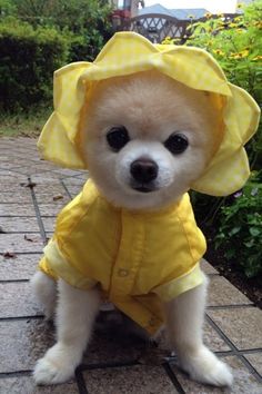 雨の日のオシャレ