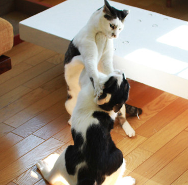世界一ゆるい猫のケンカ、ペタペタパンチが可愛すぎるw