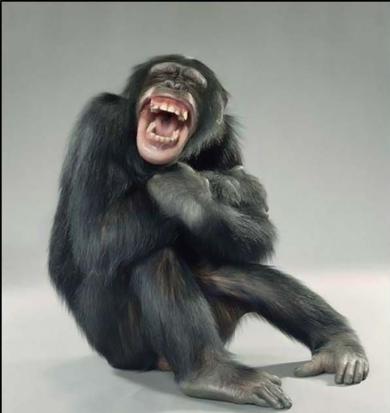 不安そうな動物の顔を貼るトピ