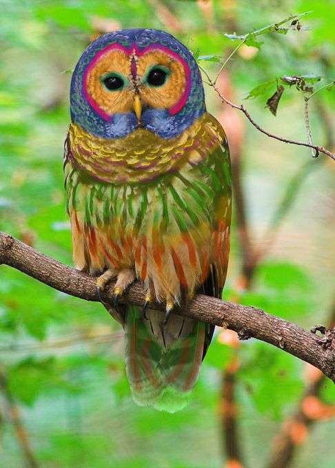 【画像】めずらしい色・模様の動物画像を集めましょう