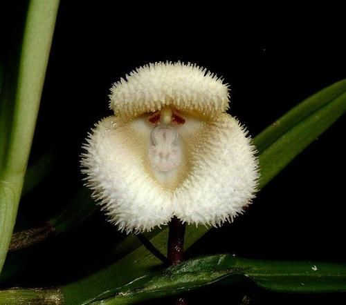 【画像】面白い見た目の植物【ブツブツ禁止】