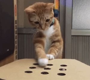 0円の最強DIY！「モグラ叩き」ならぬ「指叩き」に夢中な猫が可愛すぎる！ | ANIMALive