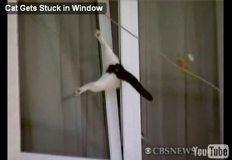【画像】はまりまくる動物たち