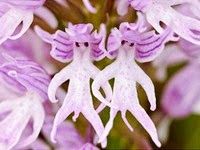 【画像】面白い見た目の植物【ブツブツ禁止】