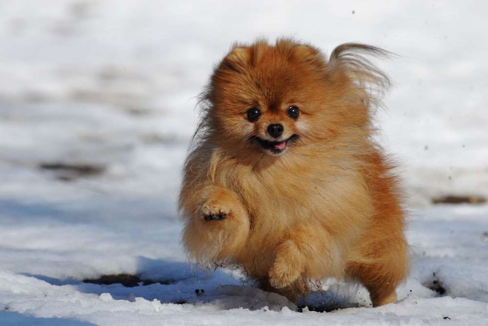 1番好きな犬の種類教えて