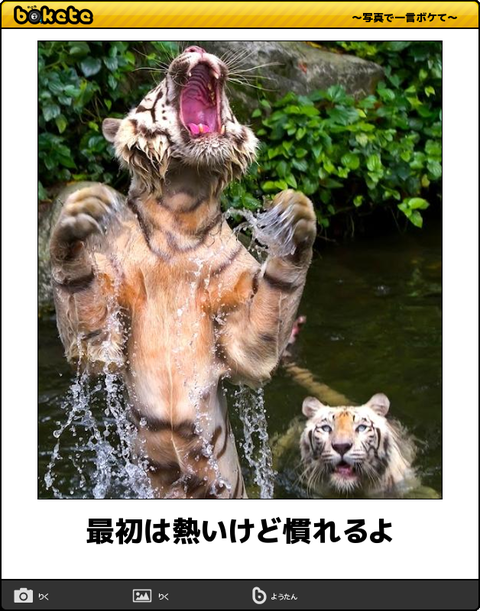 動物のボケて貼って下さい