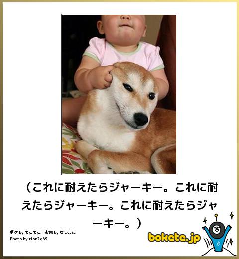 動物のボケて貼って下さい