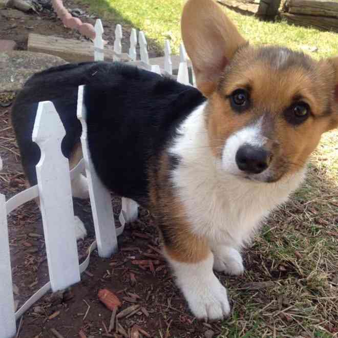 【画像】はまりまくる動物たち