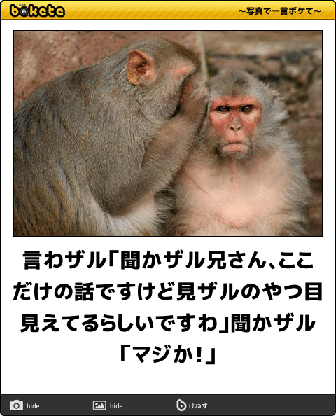動物のボケて貼って下さい