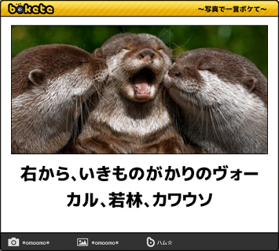 動物のボケて貼って下さい