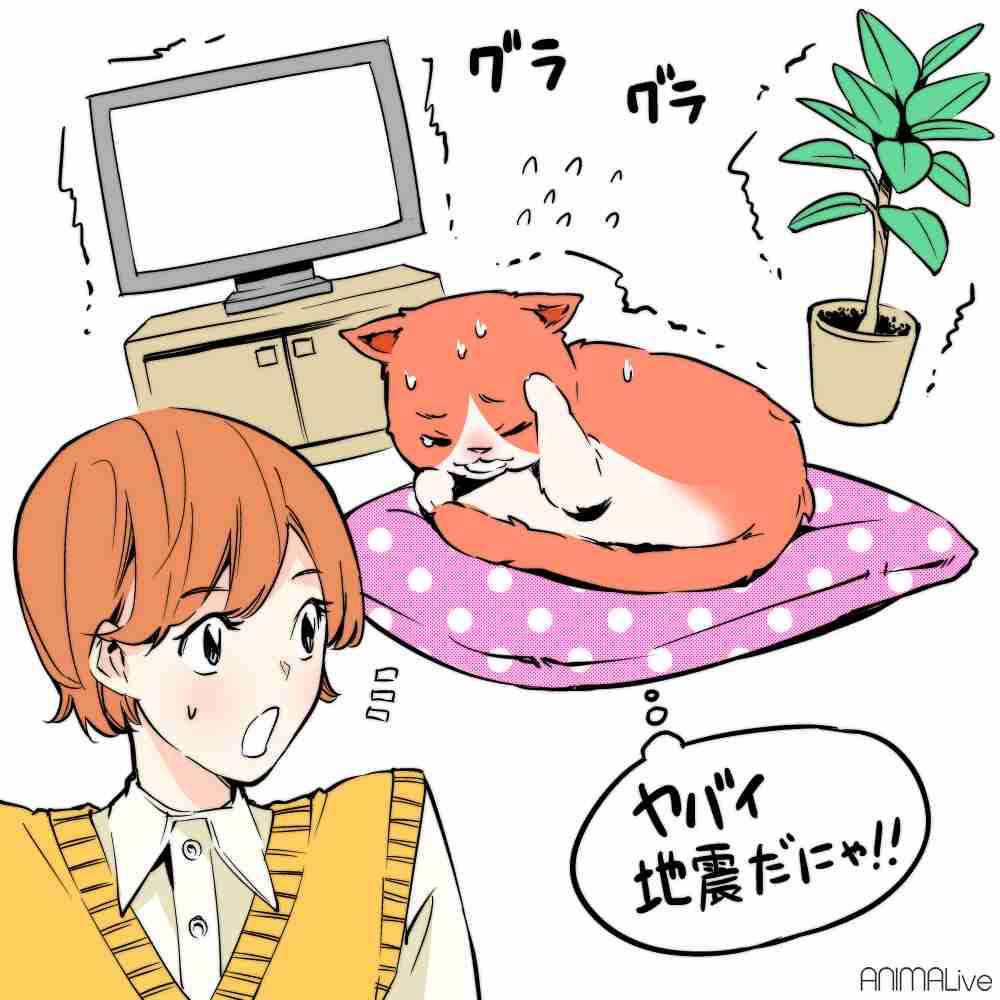 地震で猫が怖がっていたら…こうすると安心するよ！