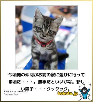 動物のボケて貼って下さい