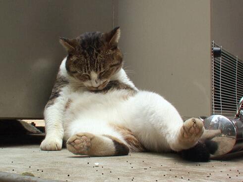 ガルちゃん猫カフェ5号店オープンしました