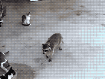【画像】アライグマの画像が集まるトピ