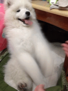 ペットにしたいのは？