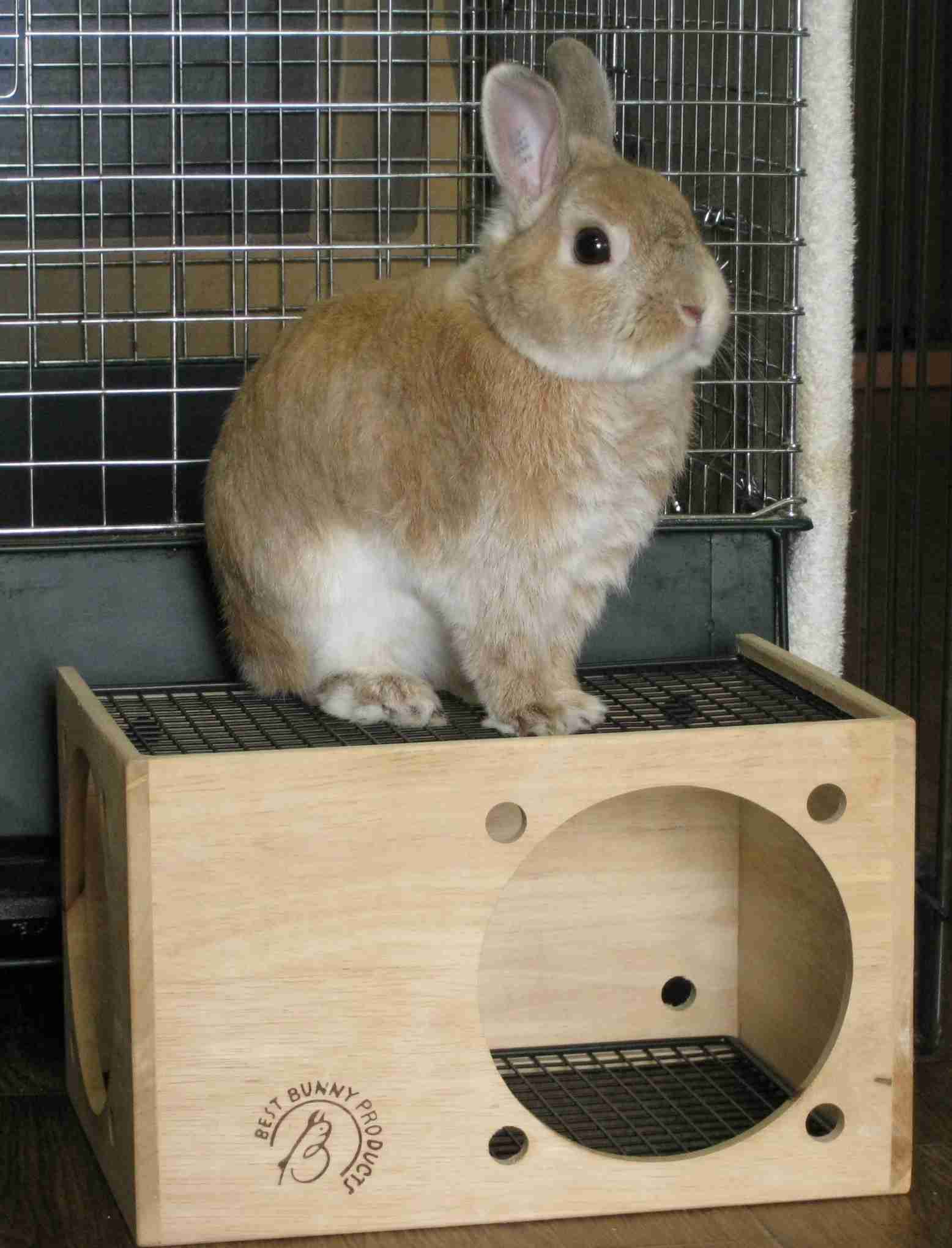 ＜ウサギ賠償訴訟＞動物病院に４３万円支払い命令　東京地裁 （毎日新聞） - Yahoo!ニュース