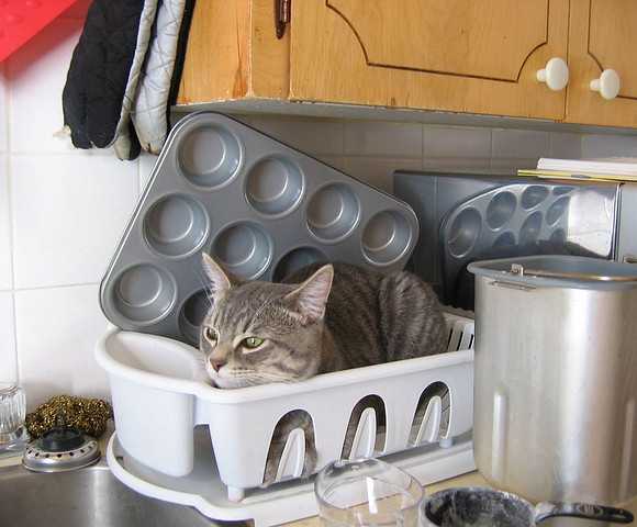 【画像】はまりまくる動物たち