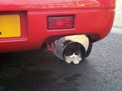 【画像】はまりまくる動物たち
