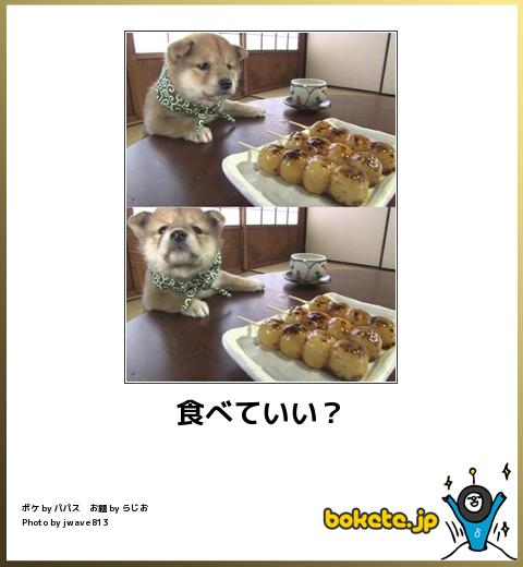 動物のボケて貼って下さい