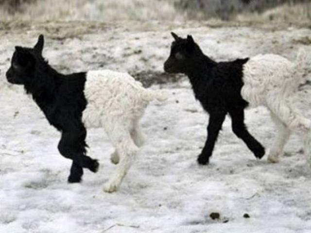 【画像】めずらしい色・模様の動物画像を集めましょう