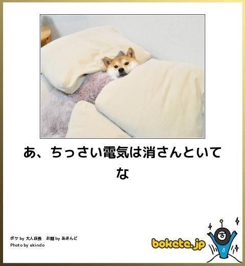 動物のボケて貼って下さい