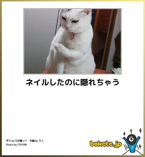 動物のボケて貼って下さい