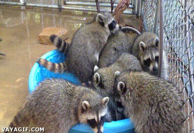 【画像】アライグマの画像が集まるトピ
