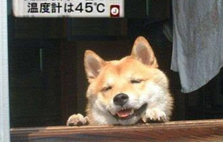 この夏の楽しみは何ですか？