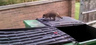【画像】アライグマの画像が集まるトピ