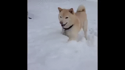 【画像】はまりまくる動物たち