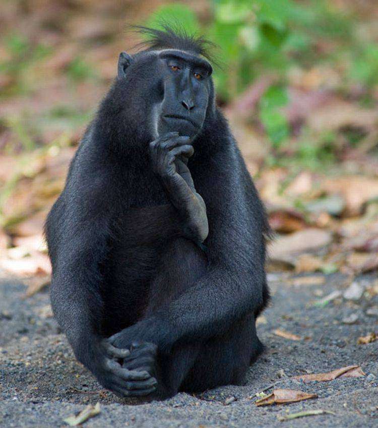 不安そうな動物の顔を貼るトピ