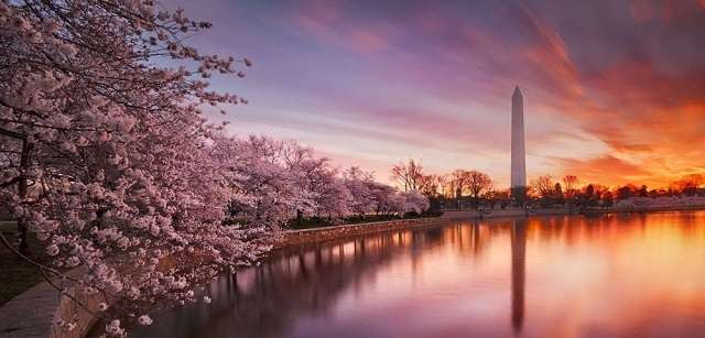 アメリカの桜祭りが中韓の横槍で消滅？ 危機を救った日本企業は○○○だった！｜なでしこりん